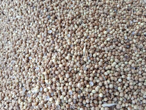 Coriandrum sativum seeds pile displayed for sale in the local market showing dry round aromatic seeds commonly known as coriander seeds or dhania used as a spice and for culinary purposes