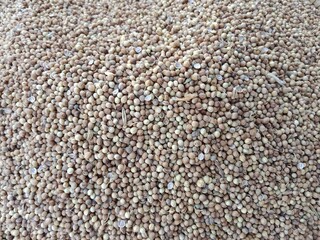 Coriandrum sativum seeds pile displayed for sale in the local market showing dry round aromatic seeds commonly known as coriander seeds or dhania used as a spice and for culinary purposes