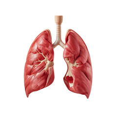 Lung Anatomy Model Showing Detailed Structure of Human Lungs in Clear View of Right and Left Lobes