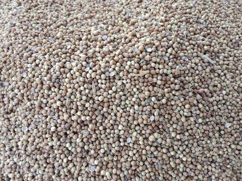 Coriandrum sativum seeds pile displayed for sale in the local market showing dry round aromatic seeds commonly known as coriander seeds or dhania used as a spice and for culinary purposes
