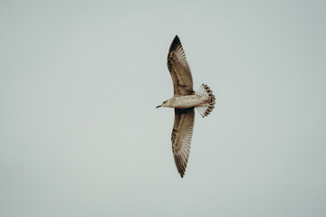 Junge M&ouml;we im Juvenilgefieder schwebt &uuml;berdenken bew&ouml;lkten Himmel, Mittelmeer, Kroatien