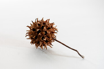 Seedpod closeup macro shot on white paper.