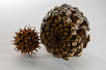 pinecone and seed pod on white background