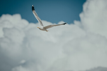 Close Up von einer Mittelmeerm&ouml;we (Larus michahellis) vor (unscharfem) Hintergrund mit blauen Himmel und wei&szlig;en Wolken, Kroatien