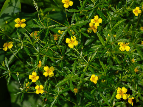 Potentilla erecta , or Galangal is a perennial herbaceous plant. Growing medicinal plants in the garden