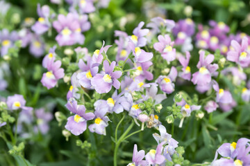 Fototapeta premium Beautiful Cape Jewels (Nemesia strumosa) flowers.