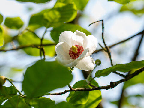 Magnolia sieboldii ( Latin:  Magnolia sieboldii ) is a species of flowering plant in the genus Magnolia of the family Magnoliaceae