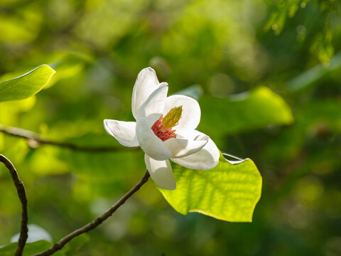 Magnolia sieboldii ( Latin:  Magnolia sieboldii ) is a species of flowering plant in the genus Magnolia of the family Magnoliaceae