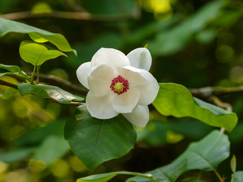Magnolia sieboldii ( Latin:  Magnolia sieboldii ) is a species of flowering plant in the genus Magnolia of the family Magnoliaceae