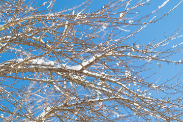 Calm winter scenery, Tranquil snowblanketed winter environment with shimmering ice features, Serene snowy landscape with sparkling branches beneath luminous winter sky