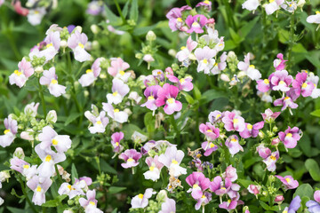Fototapeta premium Beautiful Cape Jewels (Nemesia strumosa) flowers.