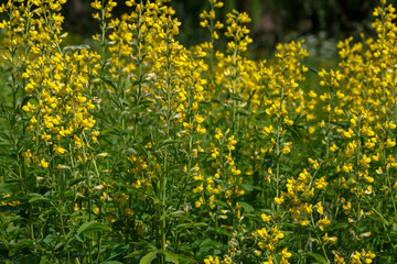Obraz premium Thermopsis lanceolate is a herbaceous plant , a species of the genus Thermopsis