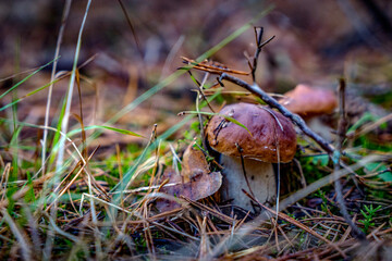 Prawdziwek © alecki