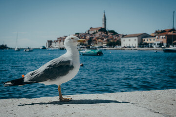 M&ouml;we auf einer Kaimauer im Hafen von Rovinj mit Blick auf die Altstadt im Hintergrund, Istrien, Kroatien