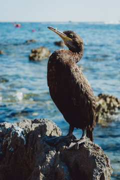 Close Up einer Kr&auml;henscharbe (Gulosus aristotelis, Syn.: Phalacrocorax aristotelis), die an der K&uuml;ste von Istrien auf einem Felsen sitzt, Kroatien
