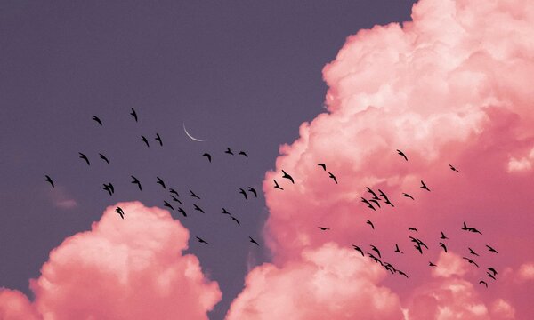 pink clouds in the sky