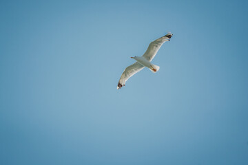 Eine wei&szlig;e M&ouml;we mit schwarzen Fl&uuml;gelspitzen schwebt &uuml;ber das Mittelmeer, Kroatien