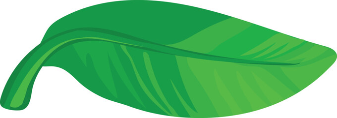 Green leaf of a banana tree isolated on white background © Kazakova Maryia