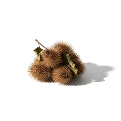 dried burrs on white background