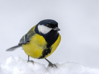 Obraz premium great tit standing in deep snow