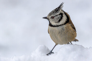 A crested tit stands in deep snow against a white background © KKern
