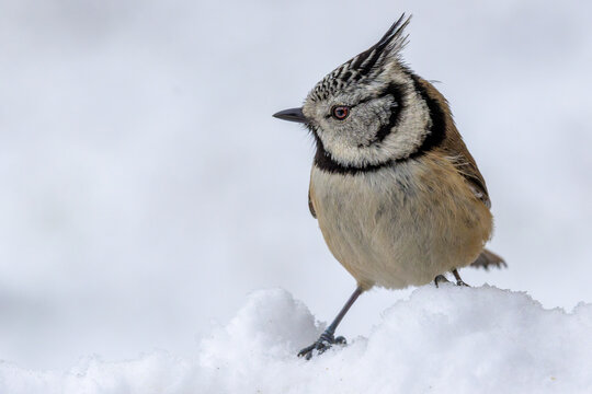 A crested tit stands in deep snow against a white background