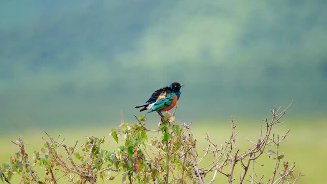 Superb starling perched above the Ngorongoro Crater grasslands, showing vivid blue and orange plumage against a soft green savanna backdrop in calm wildlife footage. 4k slow motion video.