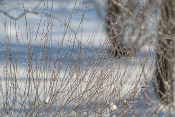 Obraz premium Frosty winter scene, Sparkling frost decorates fragile twigs in icy blue environment, Delicate ice crystals sparkle on slender twigs beneath serene winter blue illumination