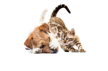 Cute puppy and kitten playing together isolated on white background.
