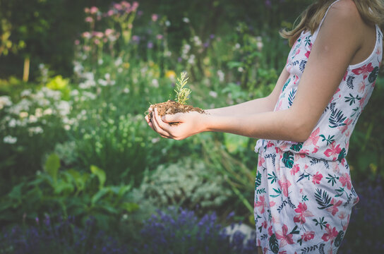 new life, spring, growing plant in hands