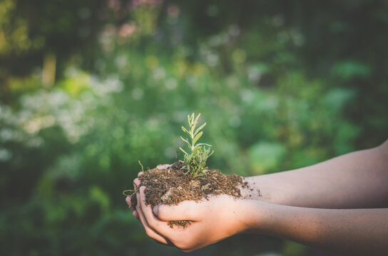 new life, spring, green plant in soil in hands