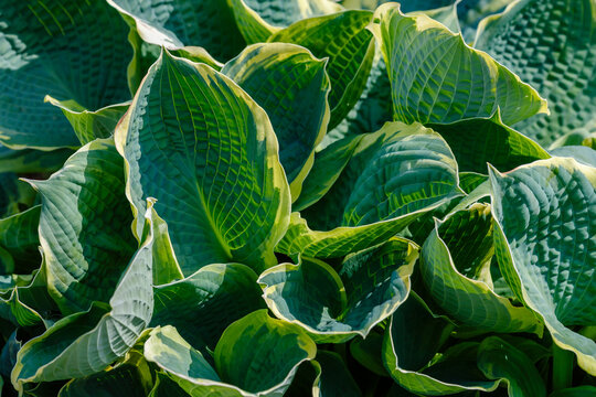 Hosta - an ornamental plant for landscaping park and garden design. Hosta (from Latin Hosta) is a genus of perennial herbaceous plants in the Asparagaceae family