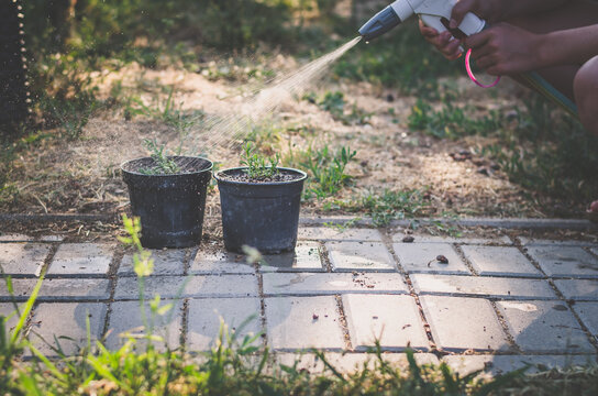 watering flowers in flower pot