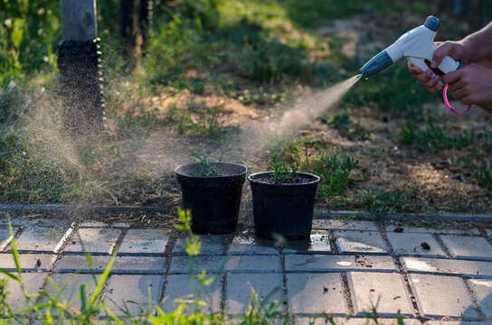 watering flowers in flower pot