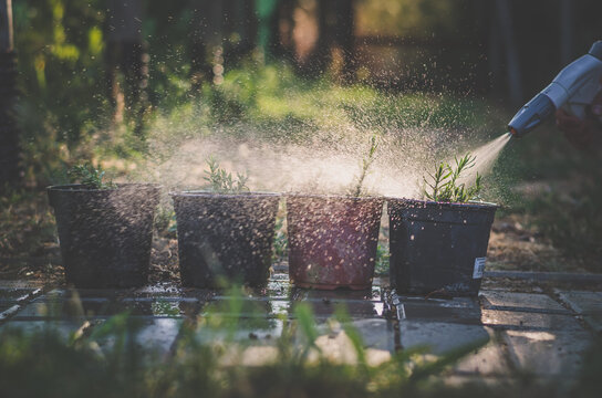 watering flowers in flower pot