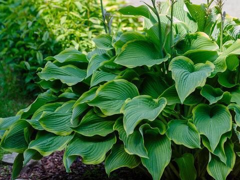  Hosta - an ornamental plant for landscaping park and garden design. Hosta (from Latin Hosta) is a genus of perennial herbaceous plants in the Asparagaceae family