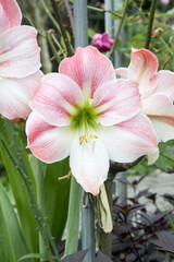 Beautiful Amaryllis flower in the park.