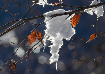 A beautiful moment of autumn transitioning into winter, marcescence. Dried, orange leaves on bare branches covered with a patch of snow