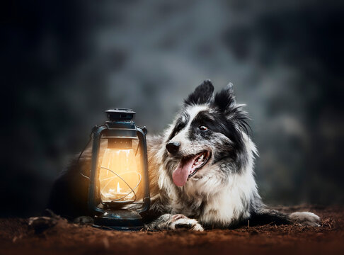 Senior Australian Shepherd dog lying next to lit candelabra in moody night scene, black and gray merle dog horizontal outdoor portrait