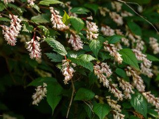 Fototapeta premium Neillia ( Latin-Neillia ) is a genus of deciduous shrubs of the Rosaceae family
