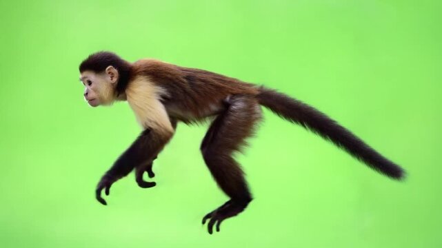 Dynamic monkey in motion against green screen