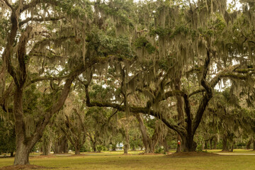 Obraz premium Live Oaks with Spanish Moss.
