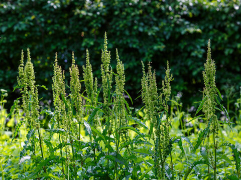 Horse sorrel ( Latin- Rumex confertus ) is a perennial herbaceous plant ; a species of the genus Sorrel ( Rumex ) of the buckwheat family ( Polygonaceae )
