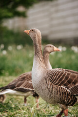 goose in the park