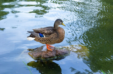 Fototapeta premium A mallard sits on a rock that protrudes into the lake