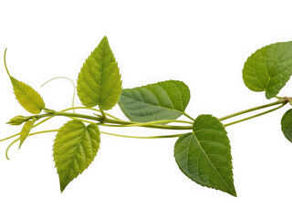 Fototapeta premium Green leaves branch isolated on transparent background