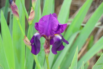 Purple iris flower with green leaves in the garden, close up