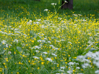 Anthriscus ( Latin-Anthriscus ) is a genus of annual , biennial and perennial herbaceous plants of the Umbelliferae family. Summer background. Natural wallpaper