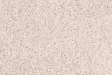 White background Rice close up