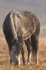 Schimmel im Morgenlicht